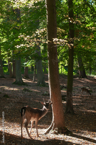 fallow deer in the forest or reserve with morning sun rays