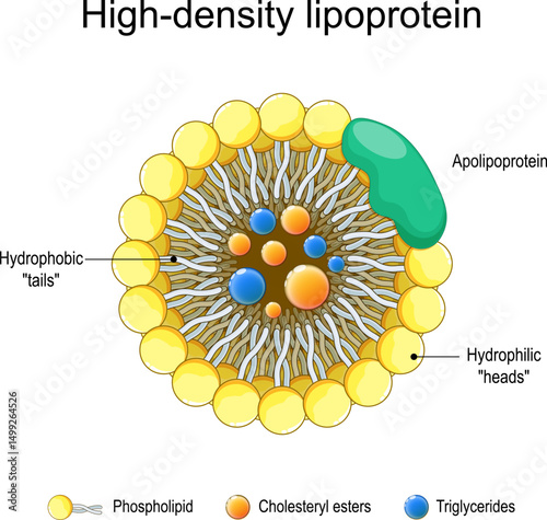 High-density lipoprotein and Apolipoprotein