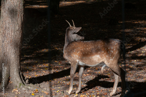 fallow deer in the forest or reserve with morning sun rays