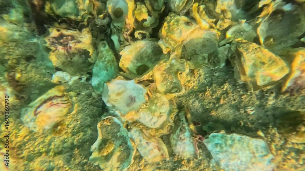 Mussel Rays Underwater mussel shells shimmering in sun rays, revealing marine life ...
