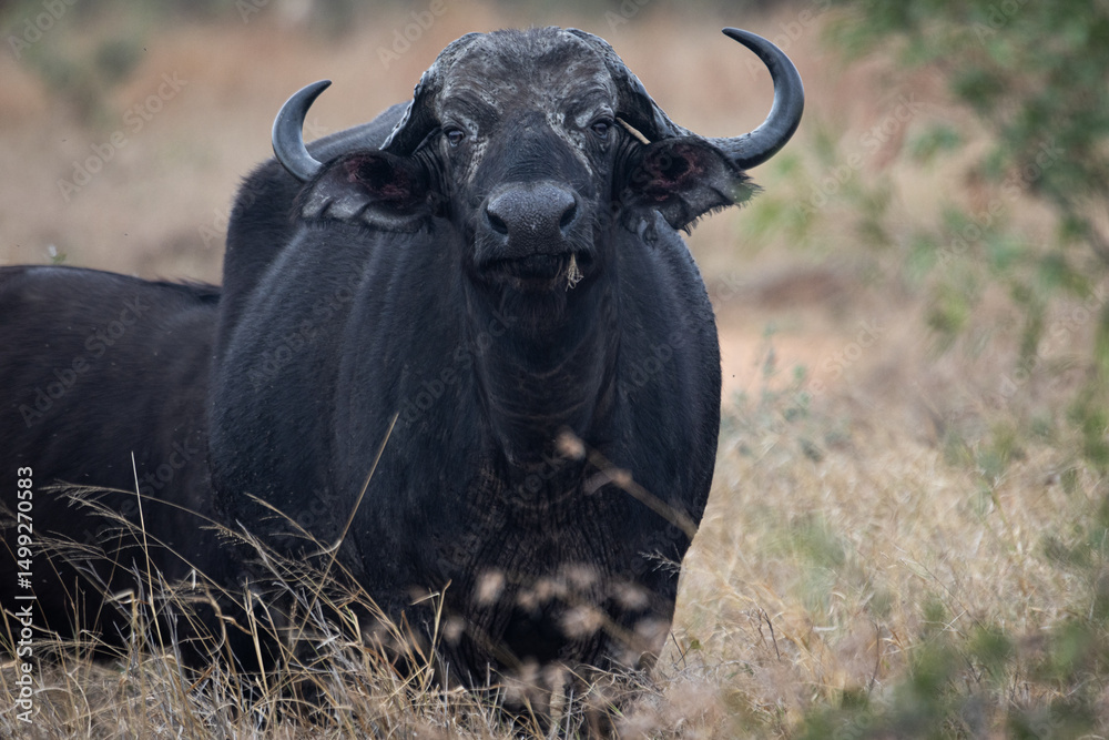 Naklejka premium cape buffalo cow