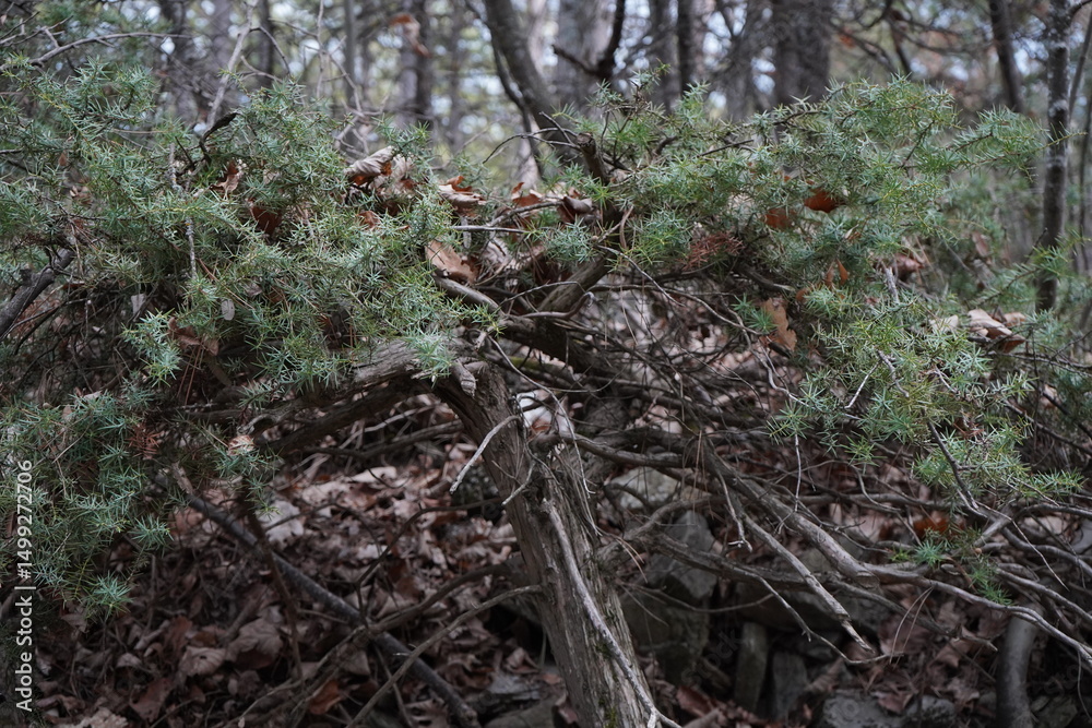 Fototapeta premium Juniper, The temple juniper(Juniperus rigida)