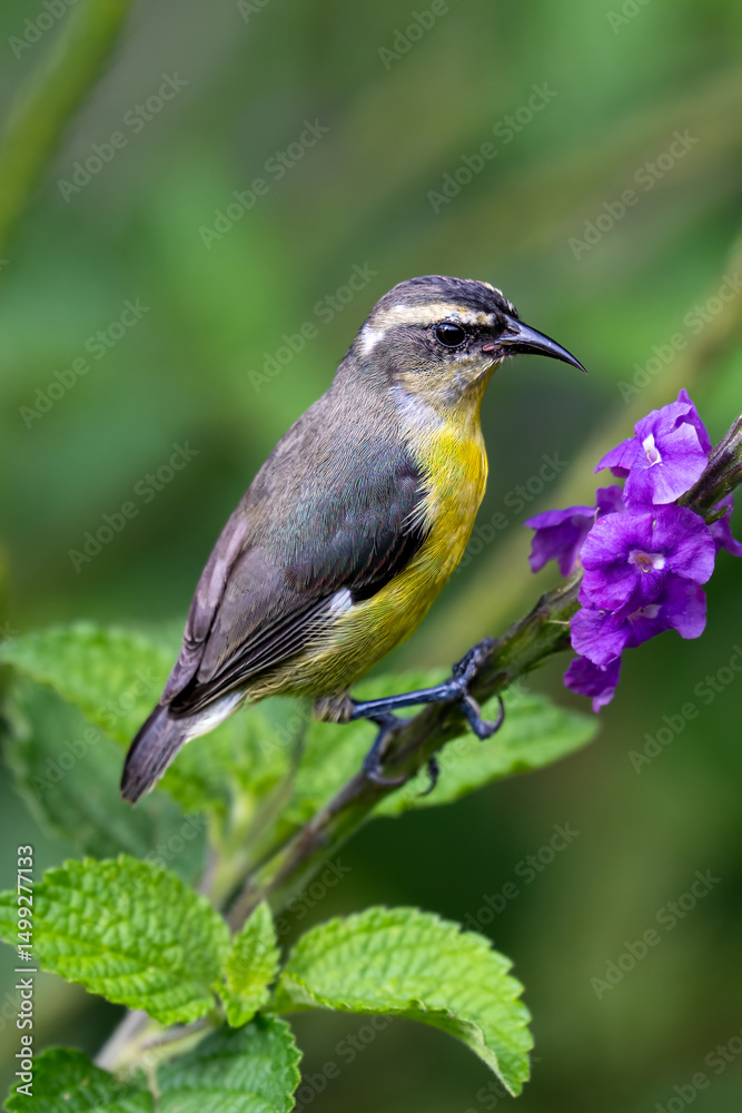 Obraz premium The bananaquit, Coereba flaveola on purple flower. Tanager family Thraupidae