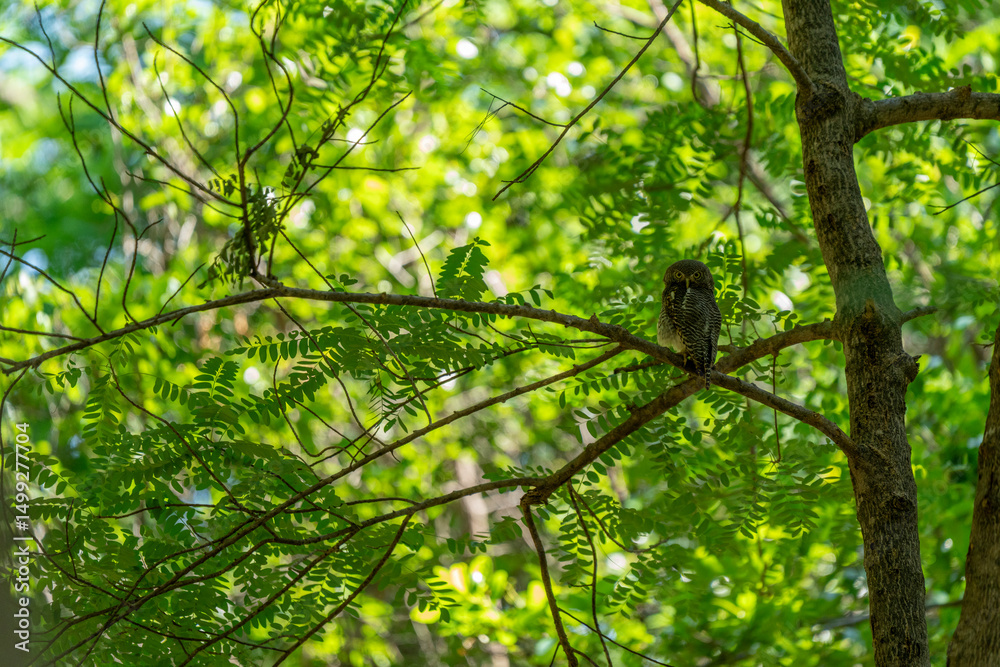 Fototapeta premium Forest owlet