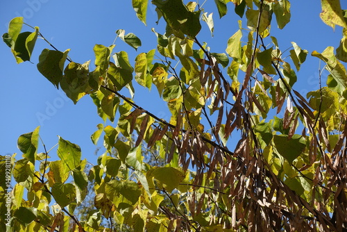 Sky and branches of cercis canadensis with yellow leaves and brown seed pods in October