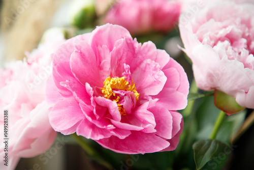 Fototapeta Naklejka Na Ścianę i Meble -  Peonies in bloom