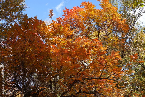 Colorful autumnal foliage of European smoketree against blue sky in mid October