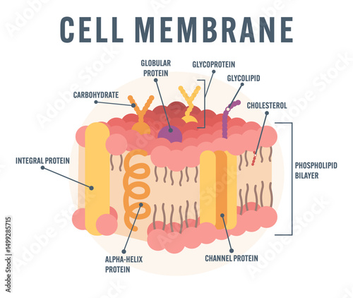 Cell Membrane Structure scheme Educational Illustration Showing Phospholipid Bilayer Glycoprotein Glycolipid Cholesterol Cytoplasmic Membrane Biology labelled Diagram Flat Style modern colorful Vector