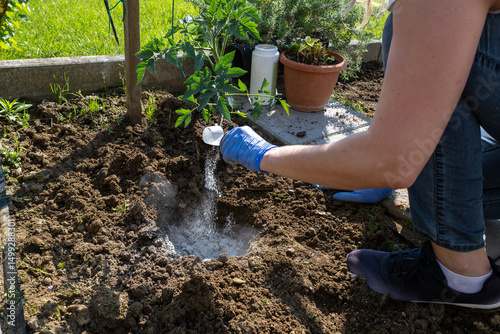 Gardener wearing gloves is fertilizing a tomato plant in a home vegetable garden, carefully pouring granular fertilizer into the soil beside the stem for optimal growth