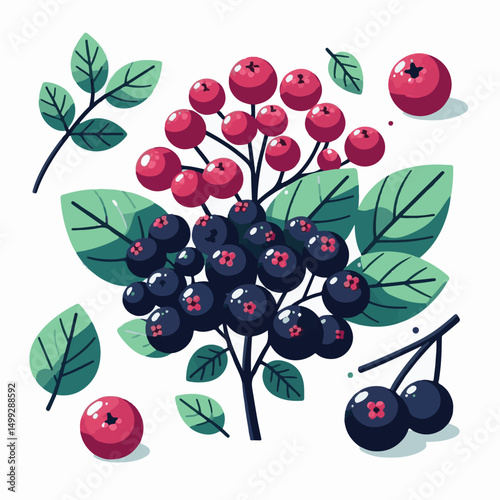 chokeberry, nature, leaf, plant, aronia, berry, fruit, black, ripe, branch, food, green, fresh, healthy, natural, garden, background, nutrition, organic, bush, berries, autumn, raw, closeup, leaves, h