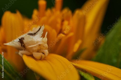closeup view of assassin bug on bloom