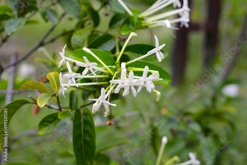 Posoqueria latifolia rudge schult flower. photo