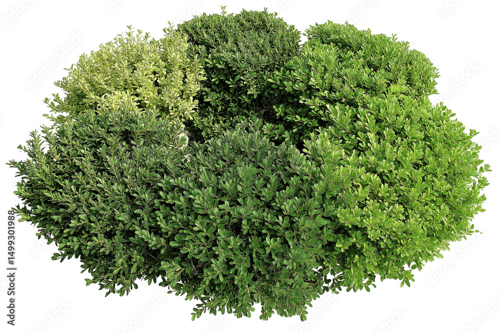 Obraz premium cluster of vibrant lush green bushes isolated on white background