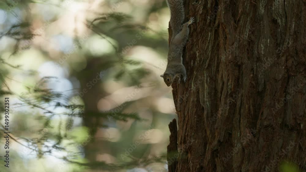 Curious grey squirrel use claws to grip rough tree bark to face downward, tele