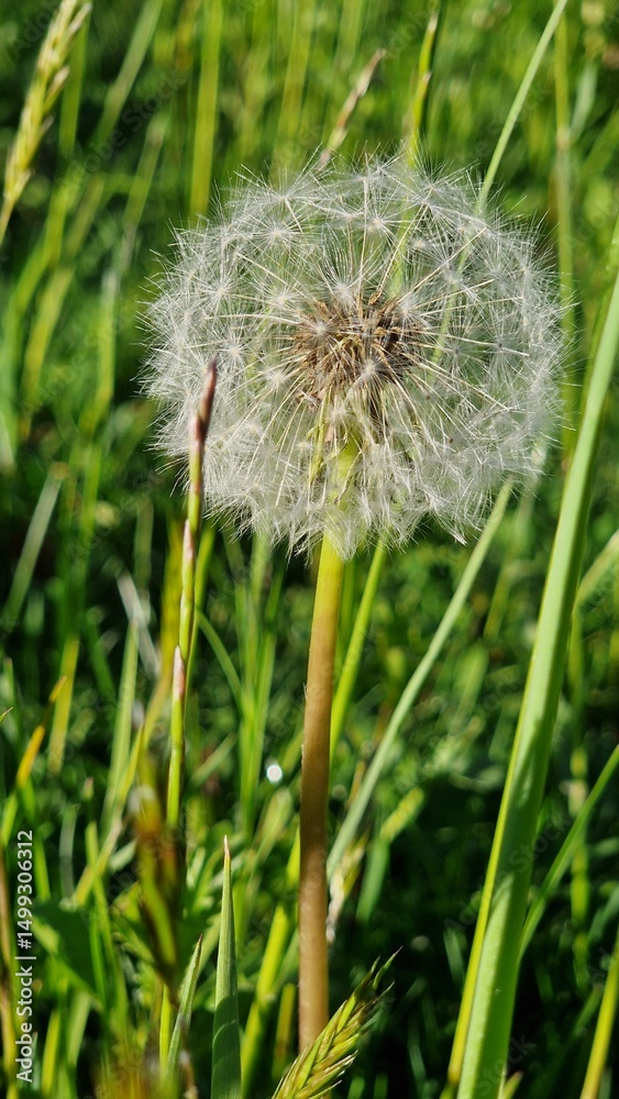 Fototapeta premium Dandelion Seeds Ready to Fly