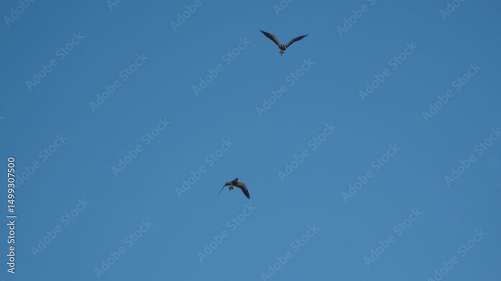 Two Southern Lapwings Flying in Clear Blue Sky – Vanellus chilensis in Natural Habitat - Native Bird of South America. Paraguay Two Southern Lapwings Flying in Clear Blue Sky – Vanellus chilensis in Natural Habitat - Native Bird of South America. Paraguay