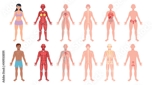 Flat Human Body Original Set