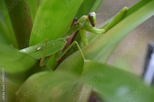 Splendida mantide religiosa colore verde che cammina e si mimetizza tra le foglie di una pianta estiva floreale  photo