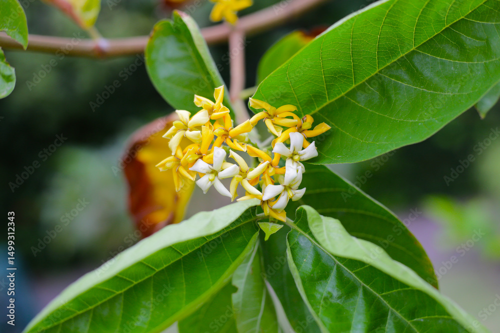 Obraz premium Yellow flower of gardenia plant