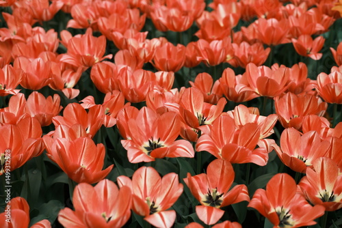 A bunch of red flowers with green leaves