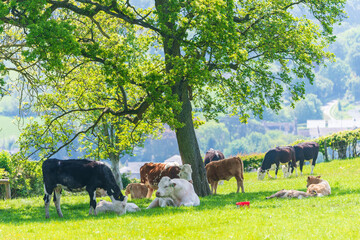 Crédence de cuisine  cows in the meadow  © andreac77