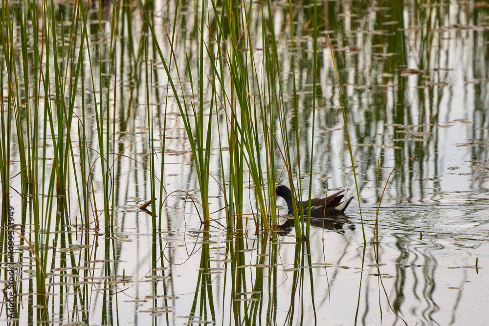 Fototapeta premium Picture of a common gallinule on lake