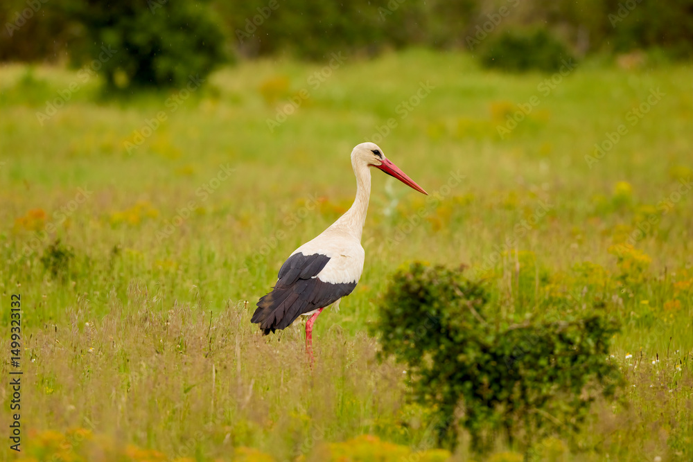 Fototapeta premium a stork sitting in the grass looking for food