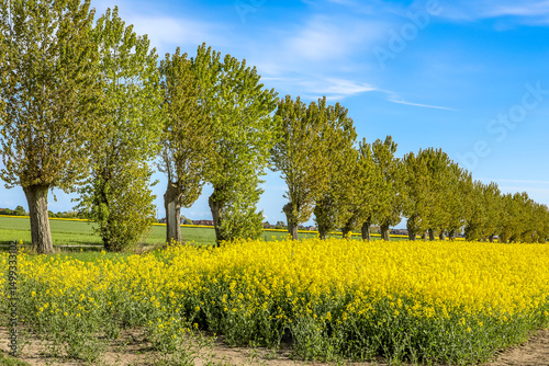 Baumalle am Rapsfeld