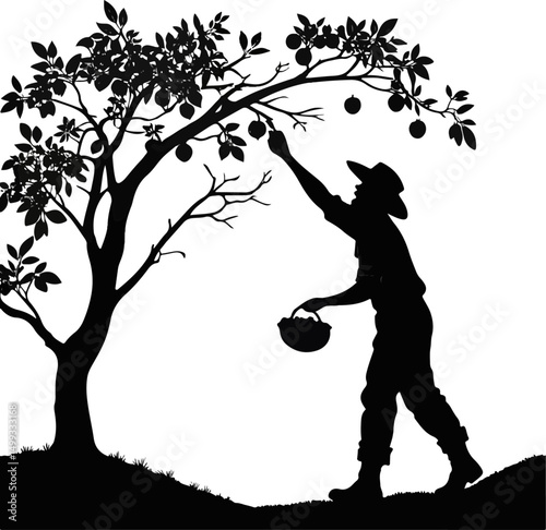 Silhouette of Man Harvesting Fruit from Tree