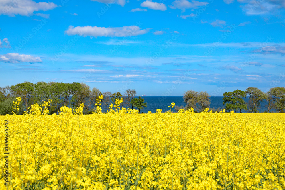 Obraz premium Rapsfeld mit Meer
