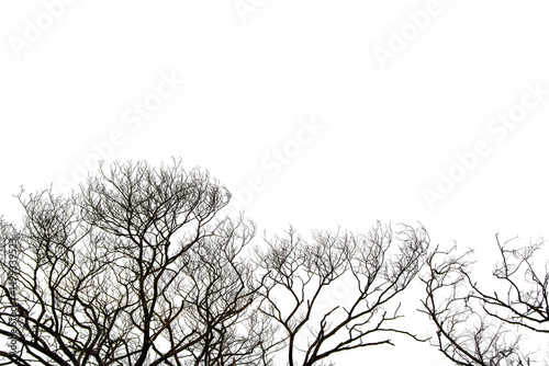 Dead Tree Isolated On White Background, Dead branches of a tree, Nature concept.