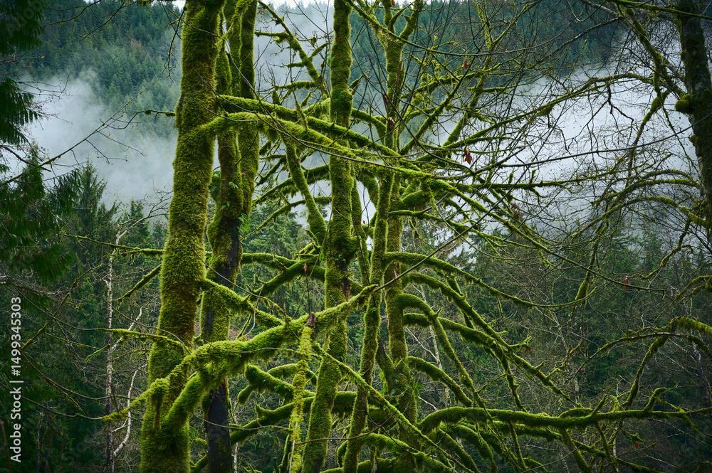 Fototapeta premium Scenic Pacific west coast rainforest, rich in moss, sword ferns, cedar trees, and Douglas fir trees. Vancouver, British Columbia, Canada