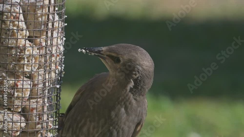 Wallpaper Mural Young Starling (Sturnus vulgaris) eating fat balls from a garden bird feeder. May, Kent, UK [Half speed] Torontodigital.ca