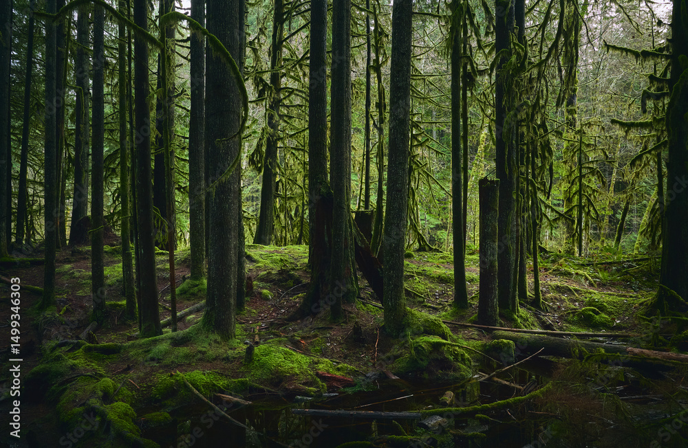 Fototapeta premium Scenic Pacific west coast rainforest, rich in moss, sword ferns, cedar trees, and Douglas fir trees. Vancouver, British Columbia, Canada