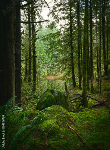 Scenic Pacific west coast rainforest, rich in moss, sword ferns, cedar trees, and Douglas fir trees. Vancouver, British Columbia, Canada