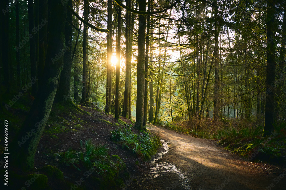 Fototapeta premium Scenic Pacific west coast rainforest, rich in moss, sword ferns, cedar trees, and Douglas fir trees. Hiking trail in beautiful coniferous forest. Vancouver, British Columbia, Canada