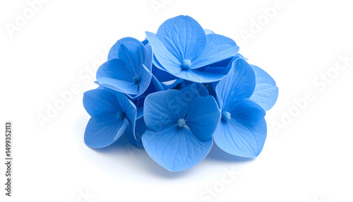 Blue hydrangea flower isolated on white background, showcasing its beauty