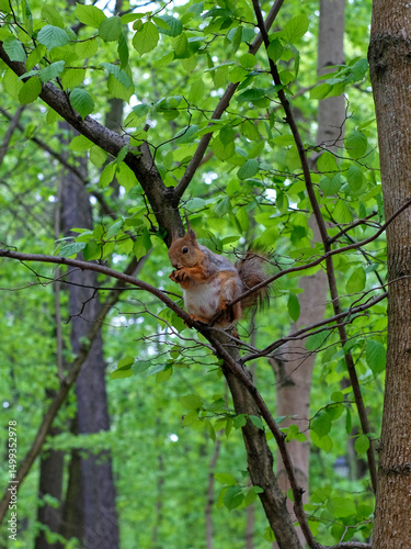 Cute squirrel sitting on a tree