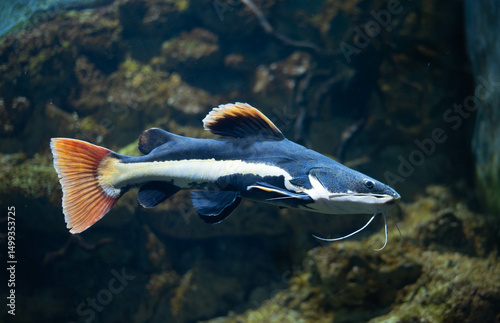 Flathead catfish in an aquarium. Flathead catfish is the only representative of the genus Phractocephalus. Beautiful large catfish. 
