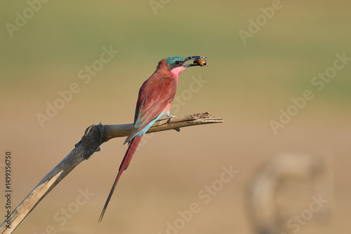Southern Carmine Bee-eater (Merops nubicoides) perched on a branch eating insect next to the Luangwa River in South Luangwa National Park, Zambia
