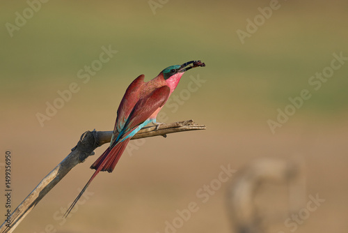 Southern Carmine Bee-eater (Merops nubicoides) perched on a branch eating insect next to the Luangwa River in South Luangwa National Park, Zambia