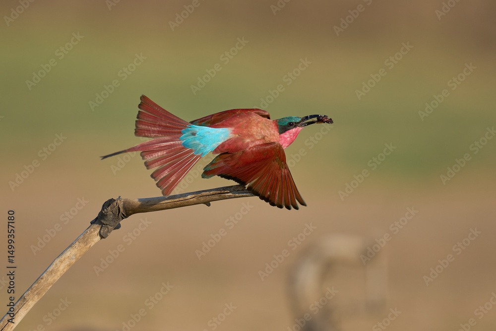 Obraz premium Southern Carmine Bee-eater (Merops nubicoides) perched on a branch eating insect next to the Luangwa River in South Luangwa National Park, Zambia