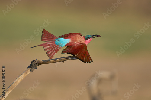 Southern Carmine Bee-eater (Merops nubicoides) perched on a branch eating insect next to the Luangwa River in South Luangwa National Park, Zambia