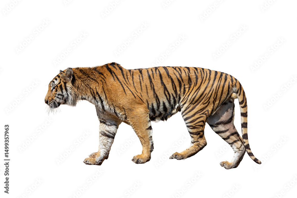 Obraz premium Bengal tiger Isolated on a white background, a wild striped big cat predator