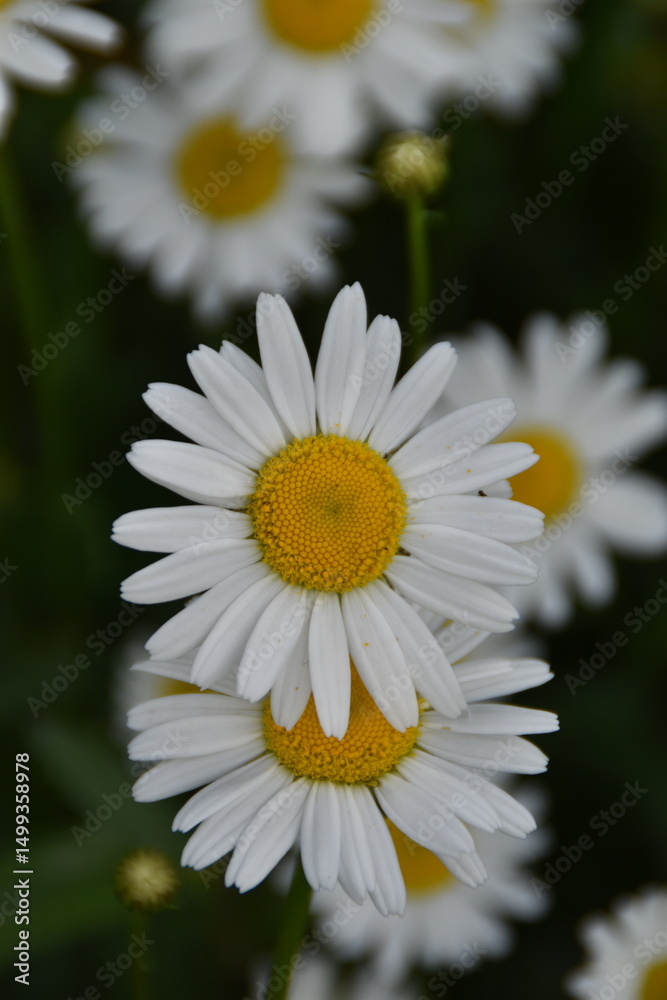 Obraz premium Daisies are blossoming in a meadow in sunny summer day.