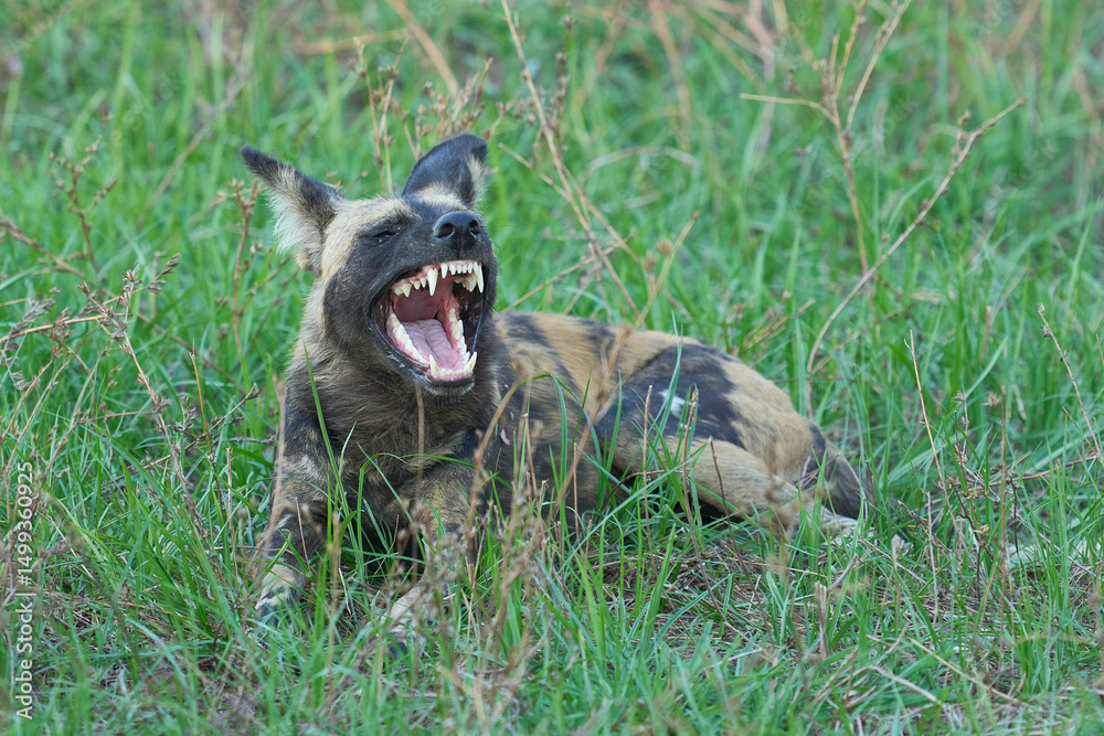 Fototapeta premium Pack of African Wild Dog (Lycaon pictus) resting under the shade of a tree during the heart of the day in South Luangwa National Park, Zambia