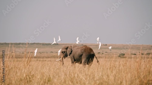 Lone Elephant Among Flying Birds
