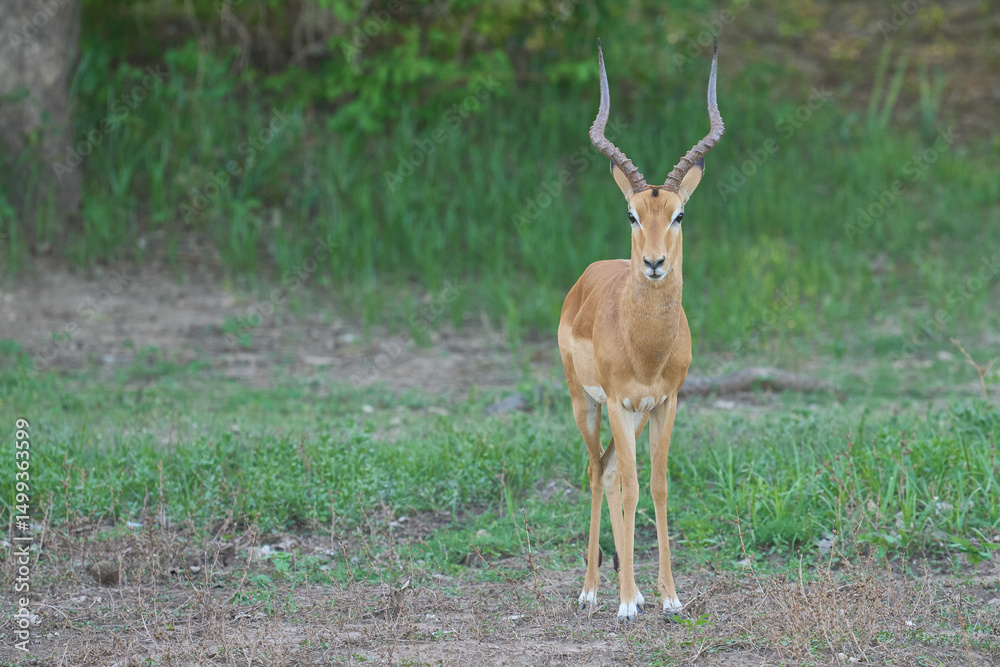 Obraz premium Male Puku (Kobus vardoni) in South Luangwa National Park, Zambia