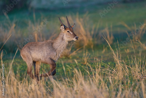 Waterbuck (Kobus ellipsiprymnus) on a grassy plain of South Luangwa National Park, Zambia       photo