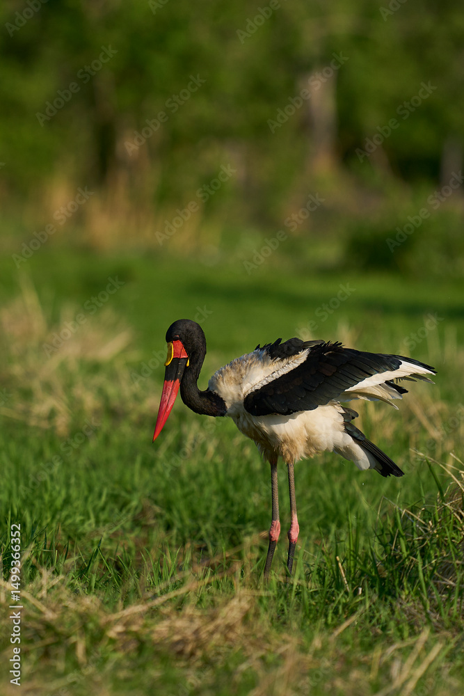 Fototapeta premium Saddle-billed Stork (Ephippiorhynchus senegalensis) feeding on fish in a shallow lagoon at the start of the rainy season in South Luangwa National Park, Zambia